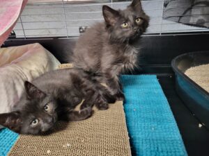 Katzen Kasimir und Lucy Zuhause gesucht Tierhoffnung