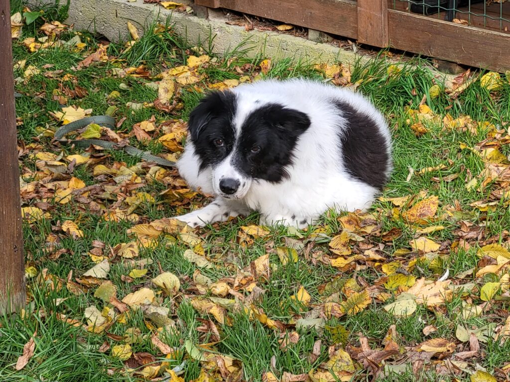 Hund Pooly Zuhause gesucht Tierheim Hoffnung für Tiere