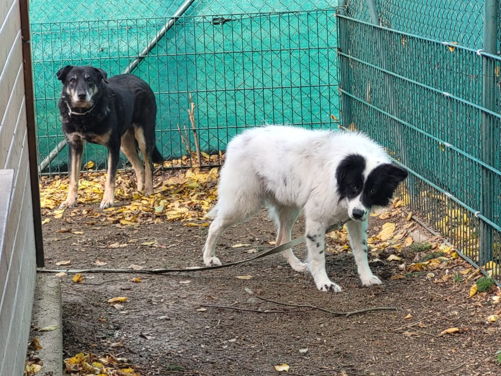 Hund Pooly Zuhause gesucht Tierheim Hoffnung für Tiere