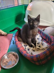 Katzen Kasimir und Lucy Zuhause gesucht Tierhoffnung