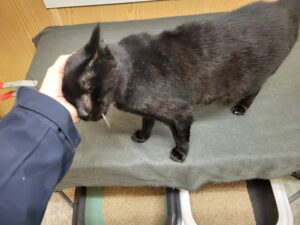 Sir William kuschelt Katze Sir William Zuhause gesucht Tierheim Hoffnung für Tiere