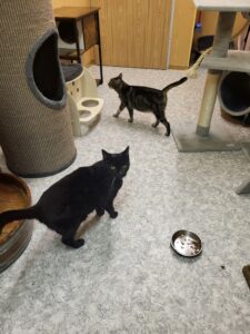 Sir William und Renate Katze Sir William Zuhause gesucht Tierheim Hoffnung für Tiere