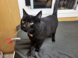 Sir William lieb guck Katze Sir William Zuhause gesucht Tierheim Hoffnung für Tiere