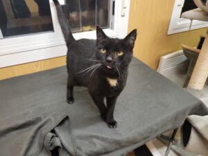 Sir William Katze Sir William Zuhause gesucht Tierheim Hoffnung für Tiere