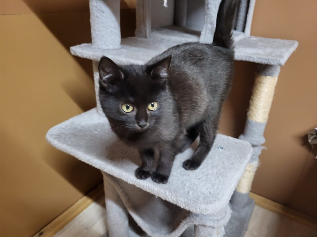 Tilda Katze Tilda Zuhause gesucht Tierheim Hoffnung für Tiere