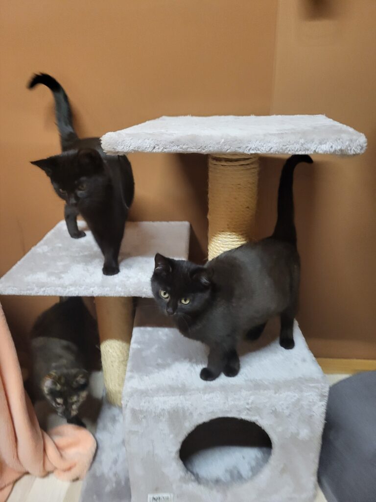 Tilda und Schwestern Katze Tilda Zuhause gesucht Tierheim Hoffnung für Tiere