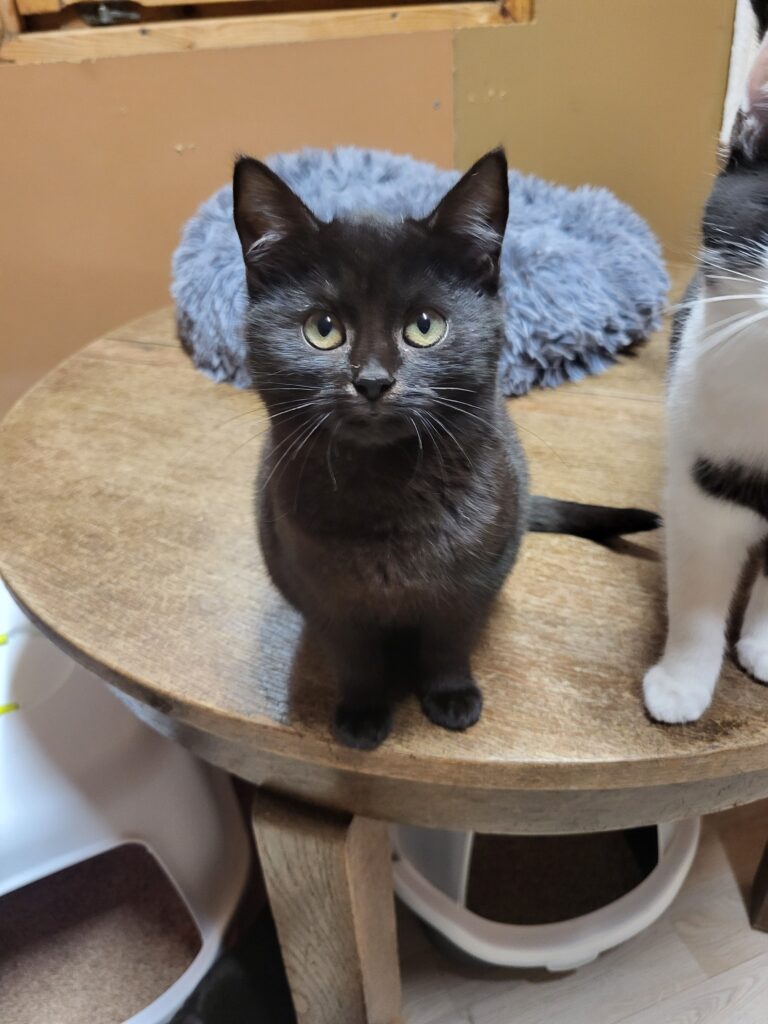 Tilda Katze Tilda Zuhause gesucht Tierheim Hoffnung für Tiere