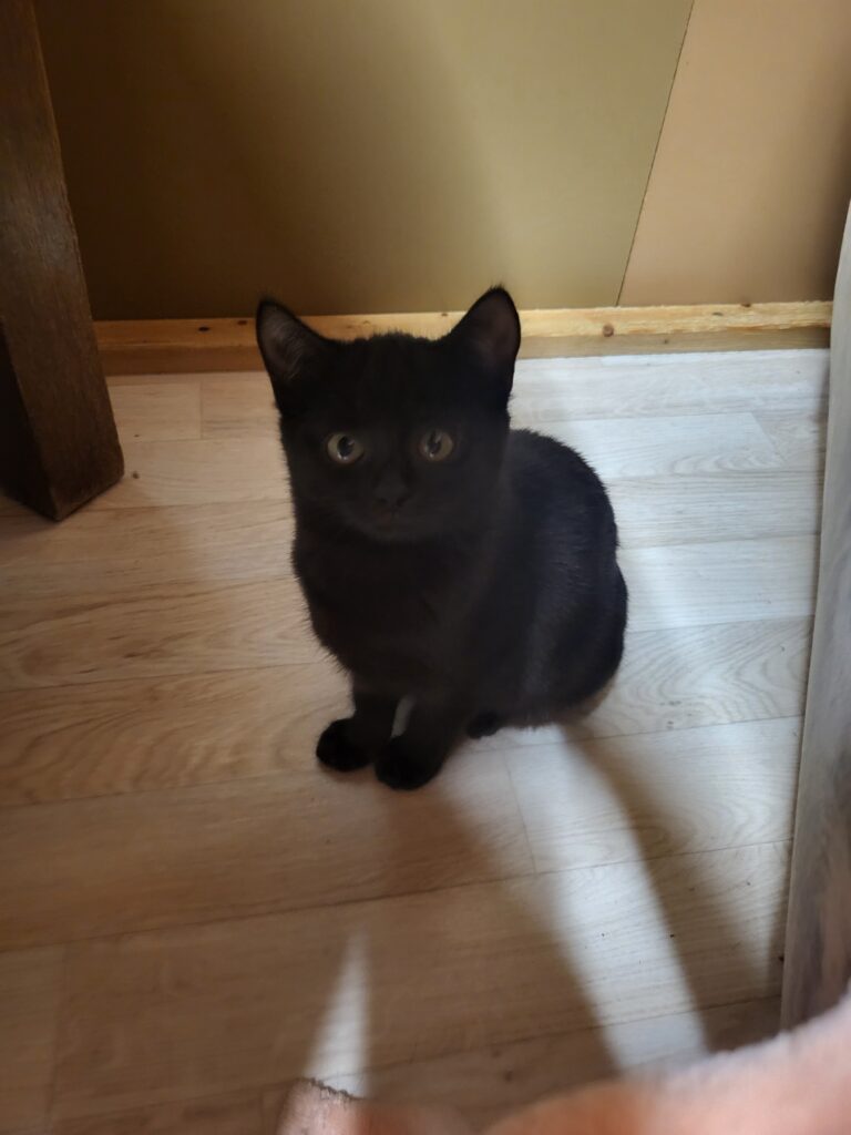 Clara Katze Clara Zuhause gesucht Tierheim Hoffnung für Tiere