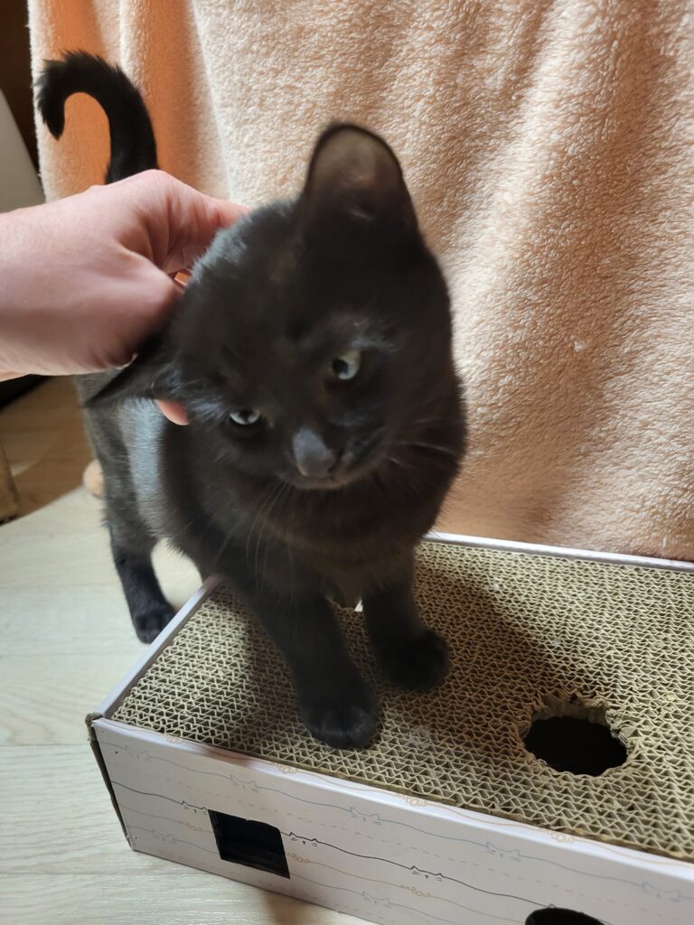 Clara Katze Clara Zuhause gesucht Tierheim Hoffnung für Tiere