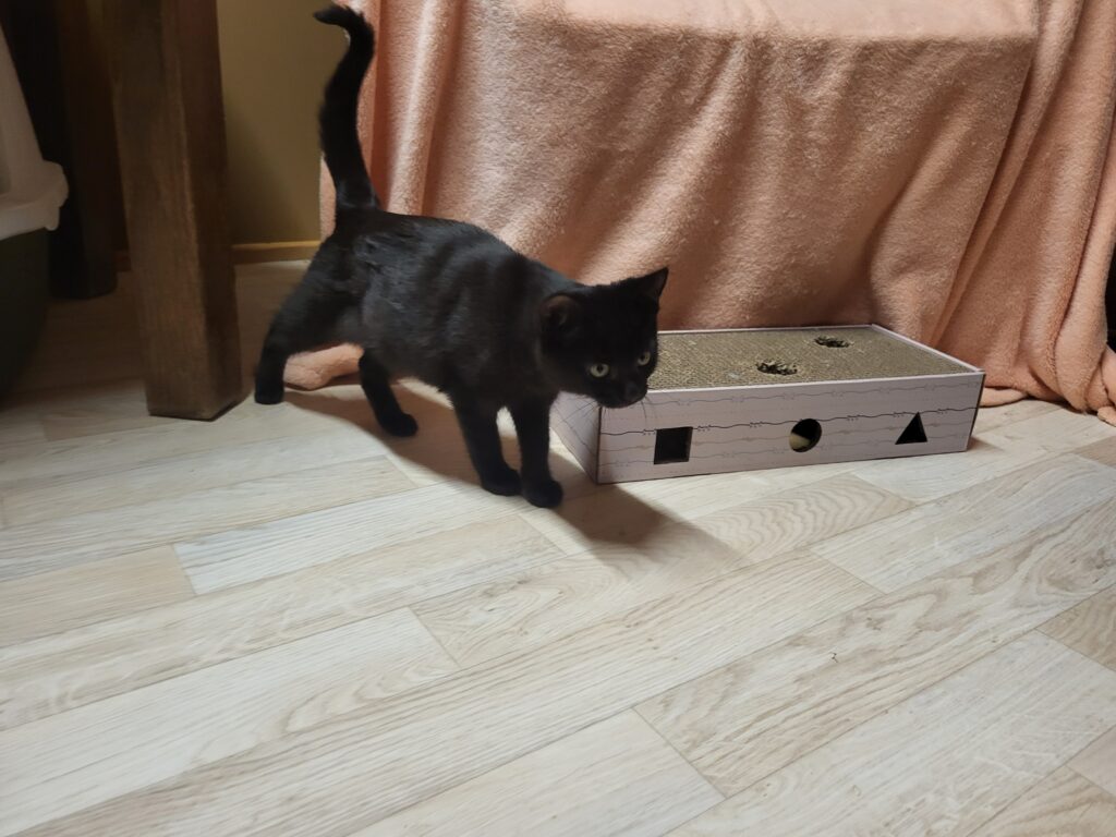 Clara Katze Clara Zuhause gesucht Tierheim Hoffnung für Tiere