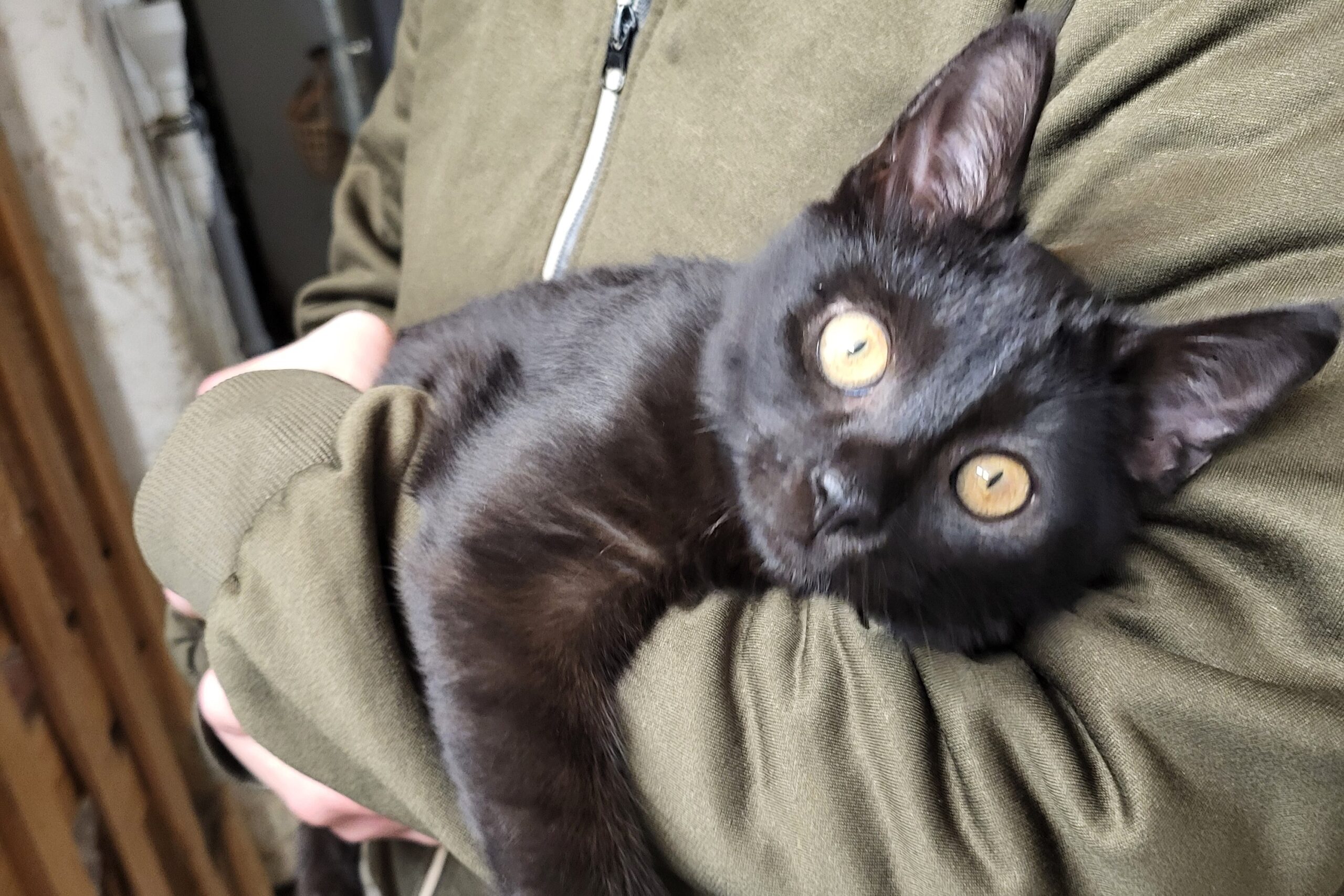 Katze Carlo Zuhause gesucht Tierheim Hoffnung für Tiere