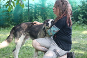 Kupidon Hund Zuhause gesucht Tierheim Tierhoffnung