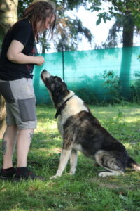 Kupidon Hund Zuhause gesucht Tierheim Tierhoffnung