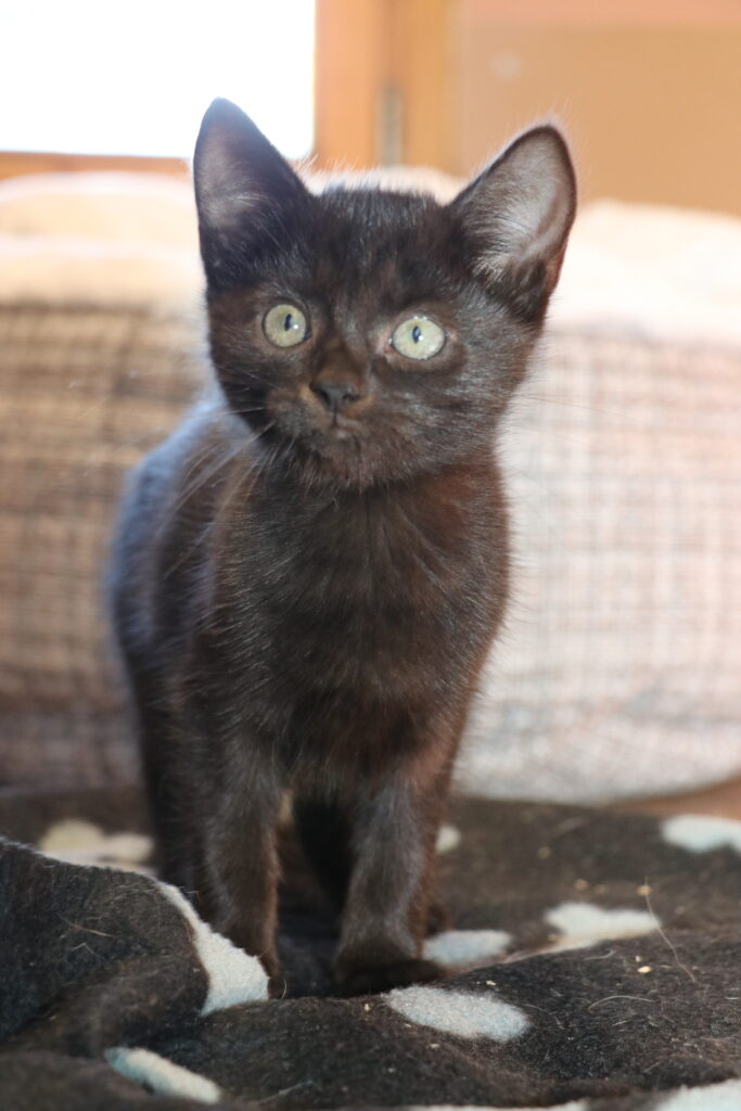 Tilda Katze Tilda Zuhause gesucht Tierheim Hoffnung für Tiere