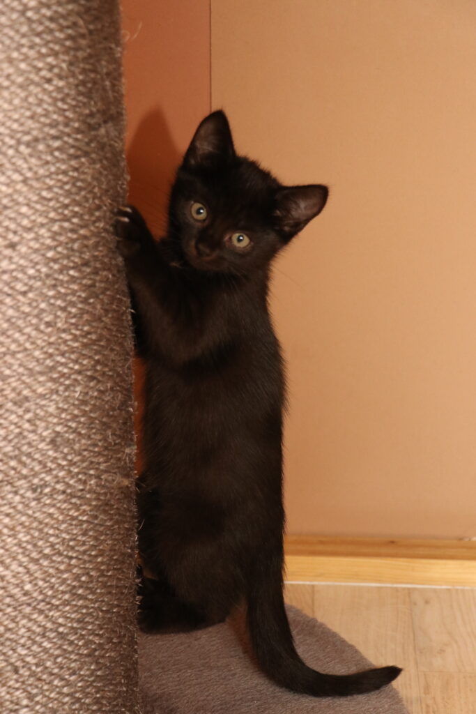 Clara Katze Clara Zuhause gesucht Tierheim Hoffnung für Tiere