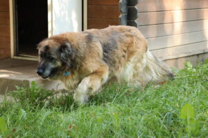 Hund Babuszka Zuhause gesucht Tierheim Hoffnung für Tiere