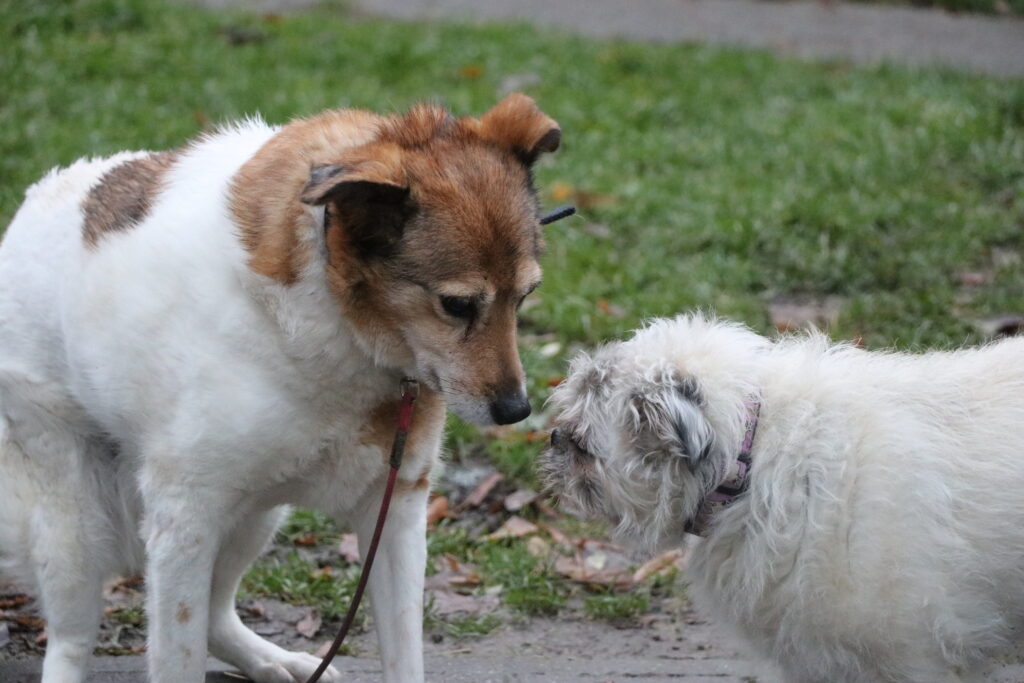 Hund Minnie Zuhause gesucht Tierheim Tierhoffnung