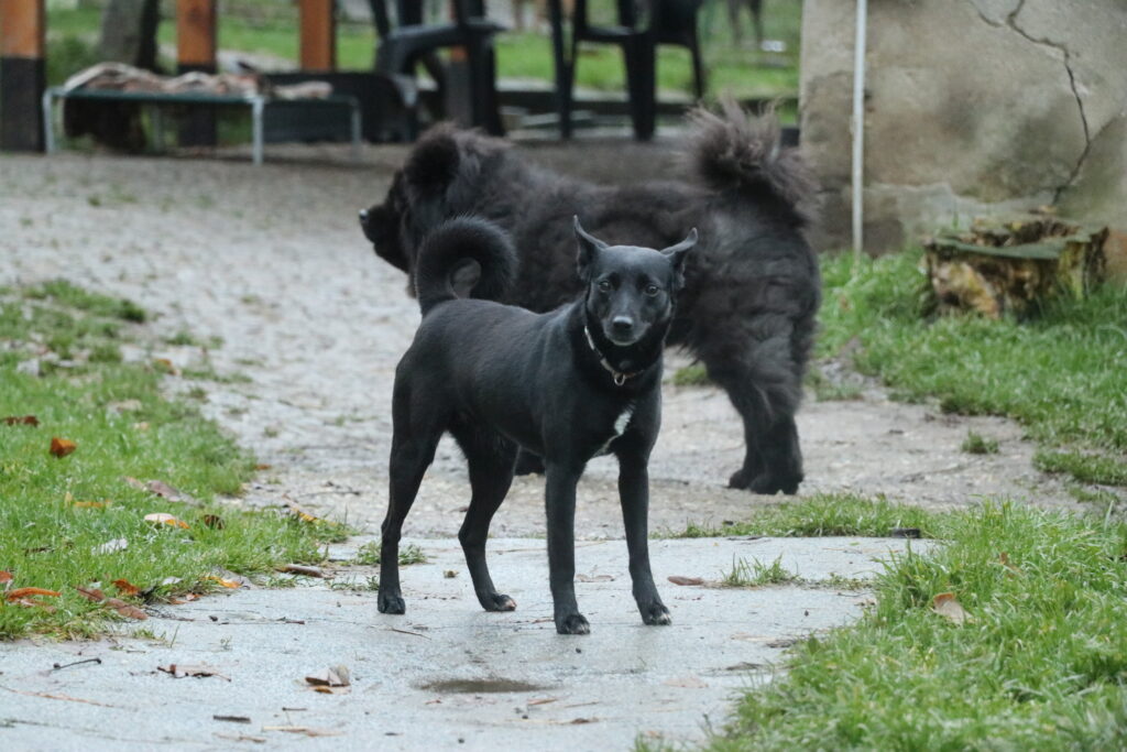 Hund Tasha Zuhause gesucht Tierheim Tierhoffnung