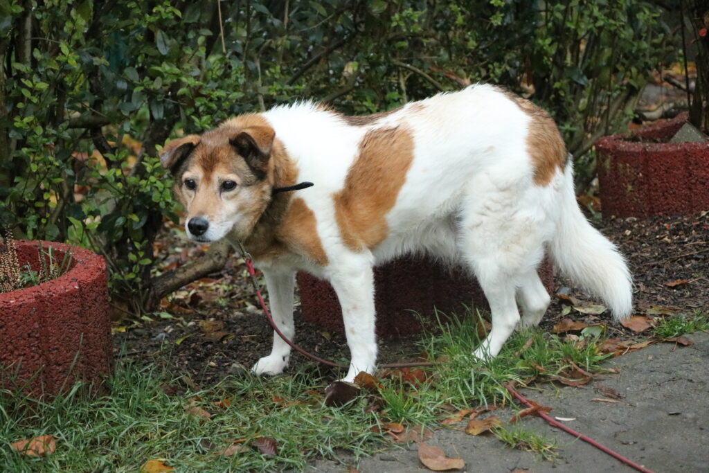 Hund Minnie Zuhause gesucht Tierheim Tierhoffnung