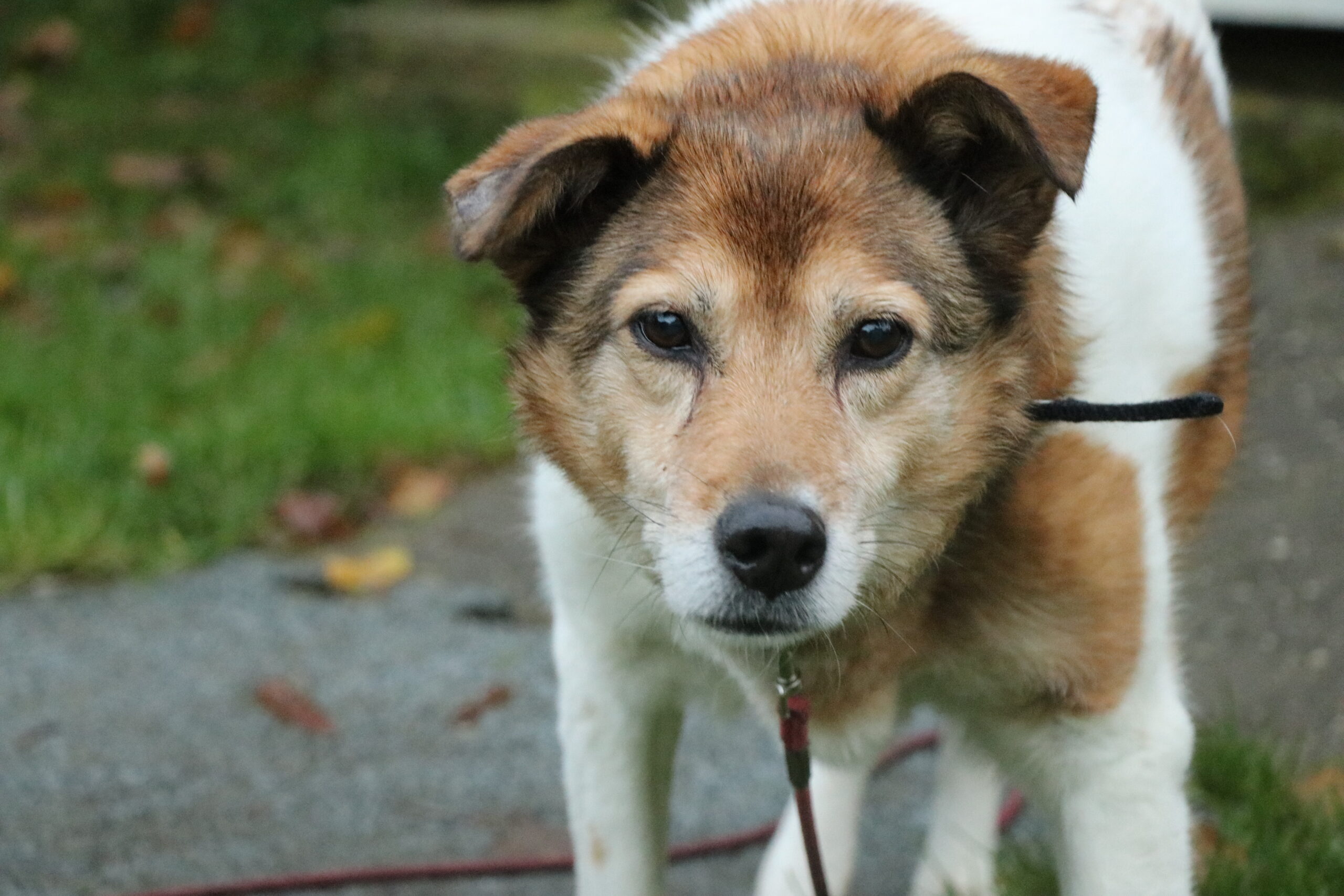 Hund Minnie Zuhause gesucht Tierheim Tierhoffnung