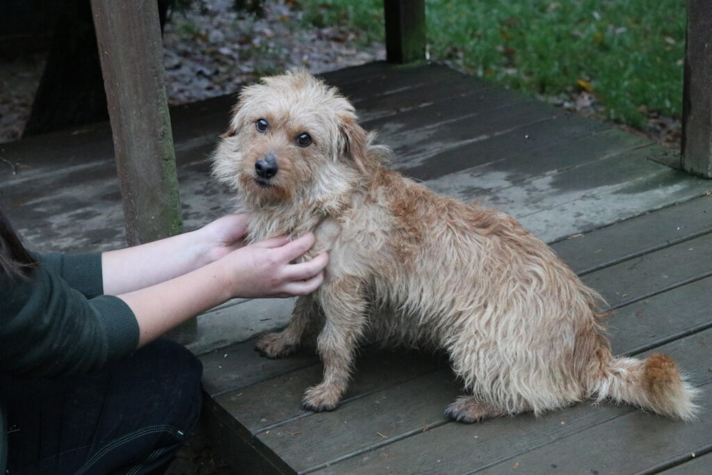 Hund Szarik Zuhause gesucht Tierheim Hoffnung für Tiere