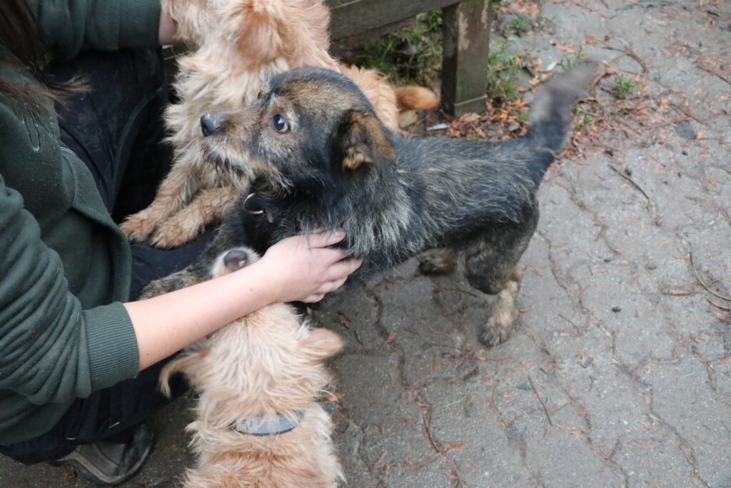 Hund Morus Zuhause gesucht Tierheim Hoffnung für Tiere