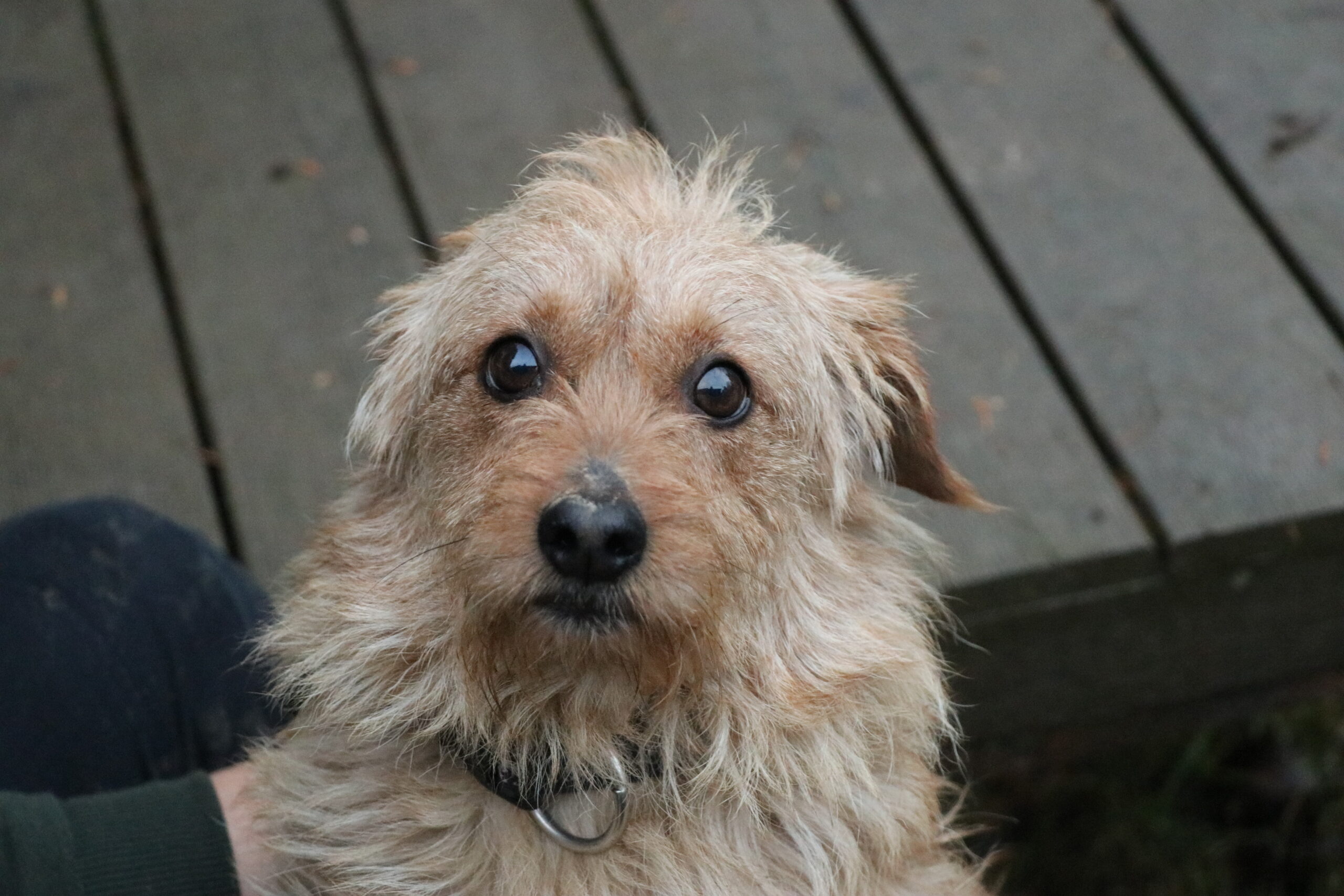 Hund Szarik Zuhause gesucht Tierheim Hoffnung für Tiere