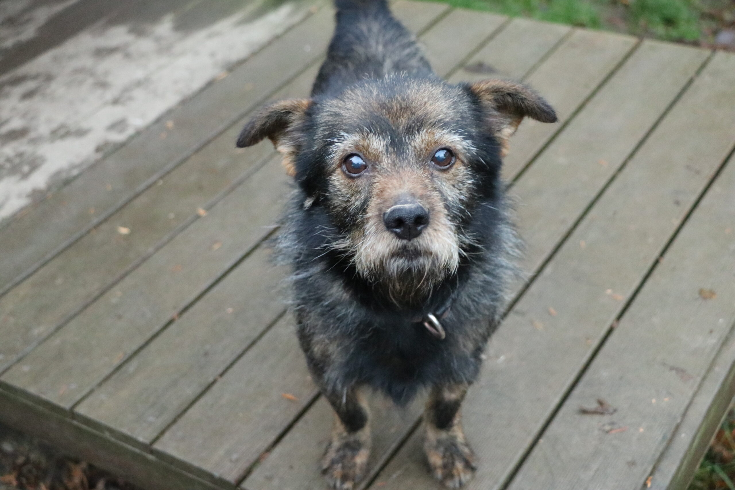 Hund Morus Zuhause gesucht Tierheim Hoffnung für Tiere