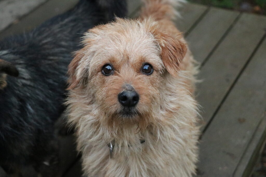 Hund Szarik Zuhause gesucht Tierheim Hoffnung für Tiere