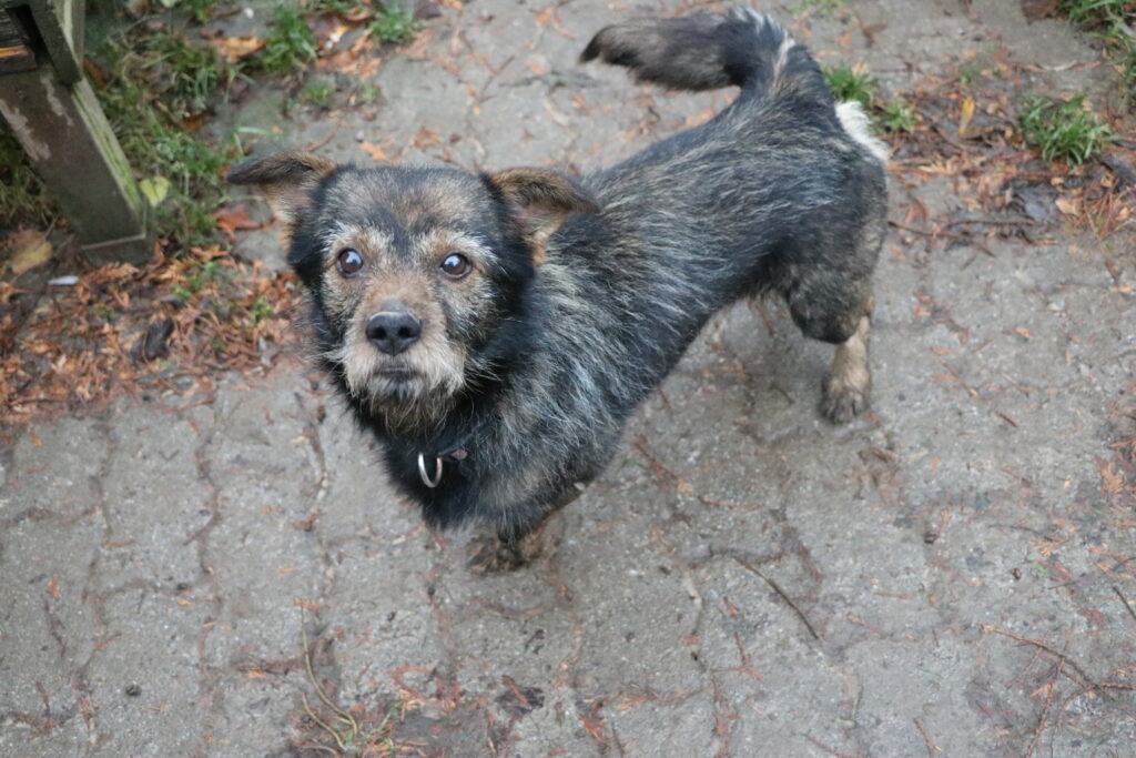 Hund Morus Zuhause gesucht Tierheim Hoffnung für Tiere