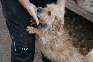 Hund Kuddl Zuhause gesucht Tierheim Hoffnung für Tiere