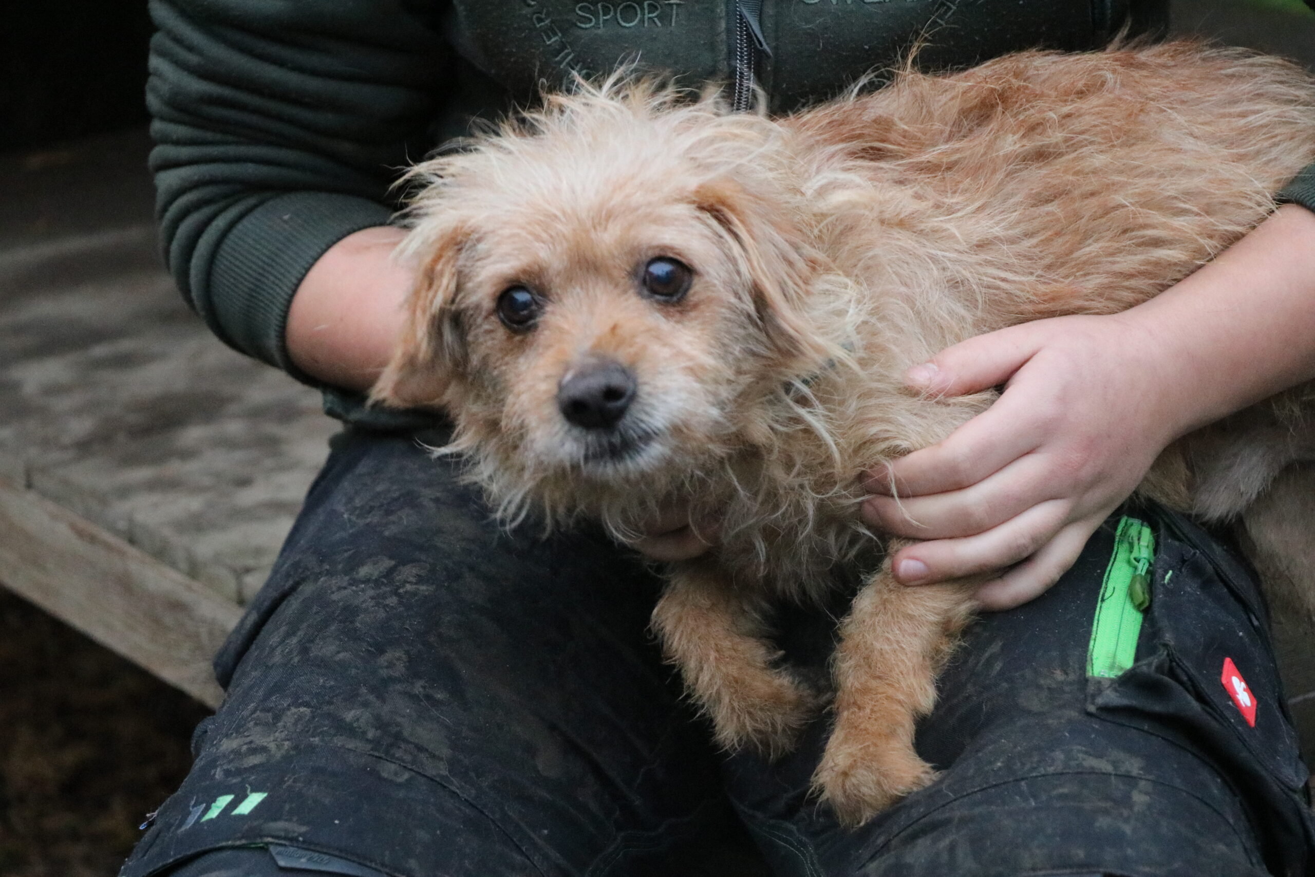 Hund Kuddl Zuhause gesucht Tierheim Hoffnung für Tiere