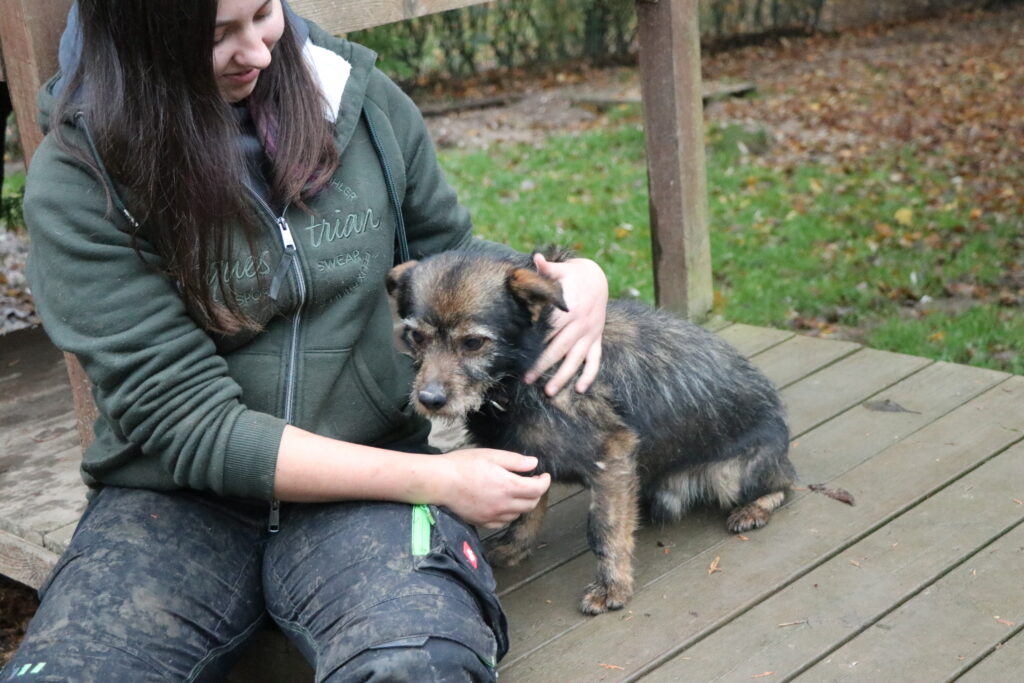 Hund Morus Zuhause gesucht Tierheim Hoffnung für Tiere