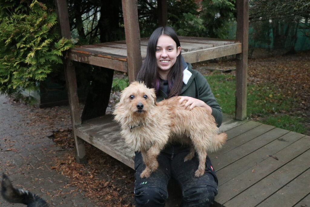 Hund Szarik Zuhause gesucht Tierheim Hoffnung für Tiere