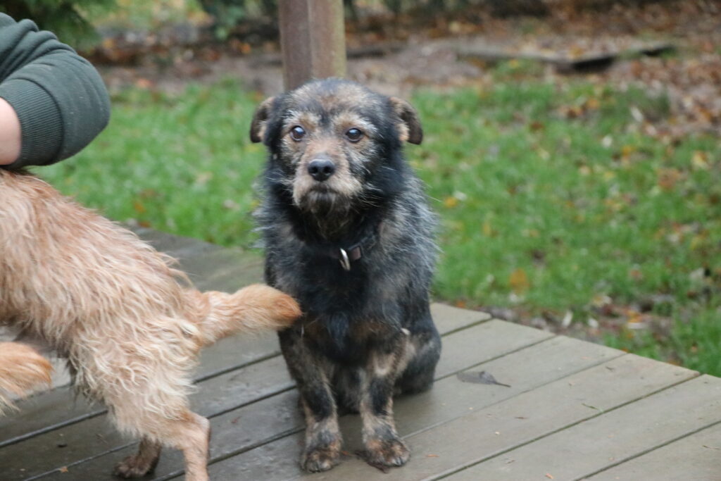 Hund Morus Zuhause gesucht Tierheim Hoffnung für Tiere