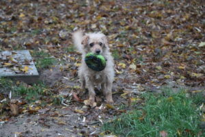 Hund Kuddl Zuhause gesucht Tierheim Hoffnung für Tiere