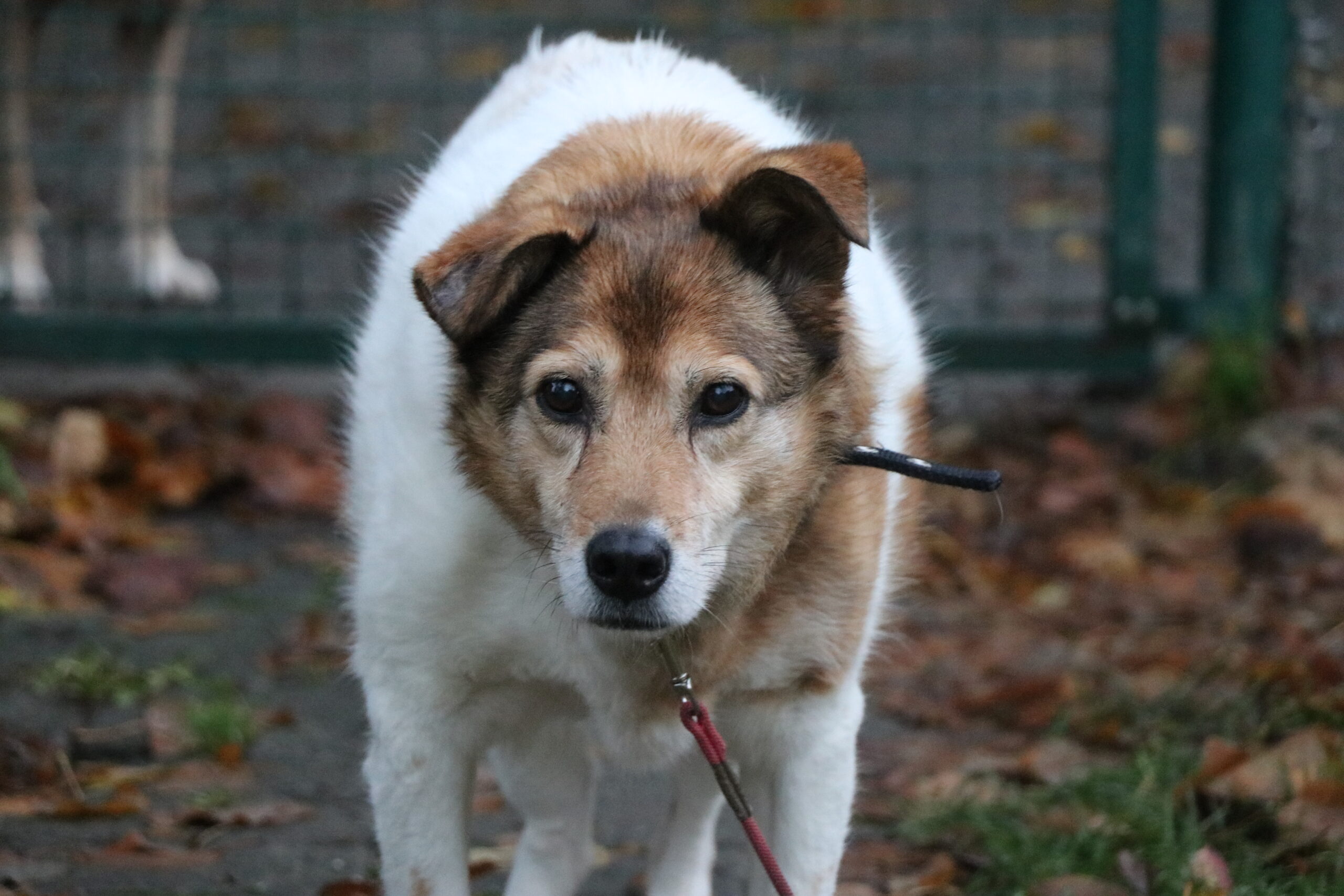 Hund Minnie Zuhause gesucht Tierheim Tierhoffnung