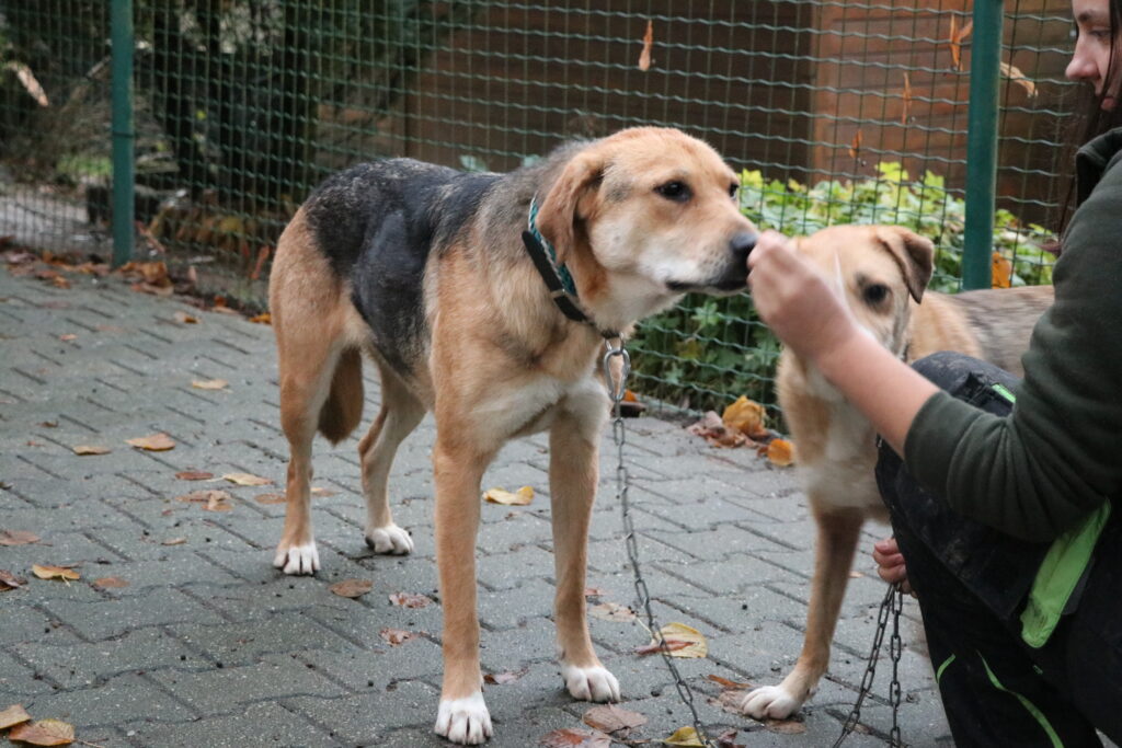 Toni Hund Toni Zuhause gesucht Tierheim Tierhoffnung