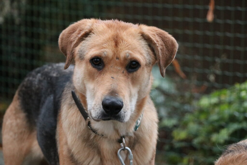 Toni Hund Toni Zuhause gesucht Tierheim Tierhoffnung