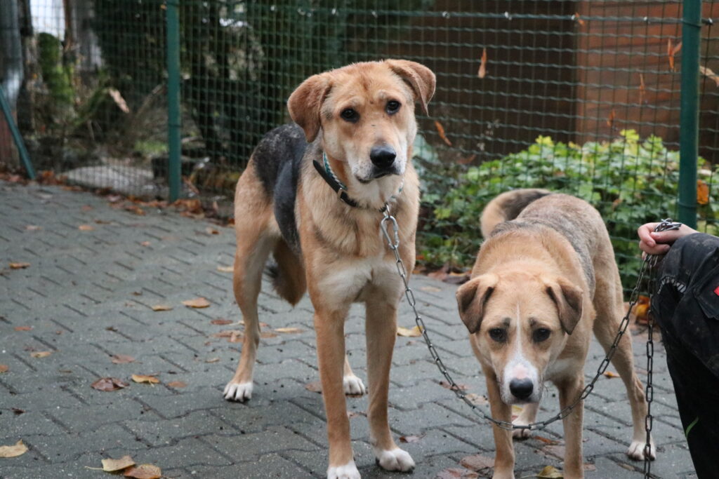 Toni Hund Toni Zuhause gesucht Tierheim Tierhoffnung
