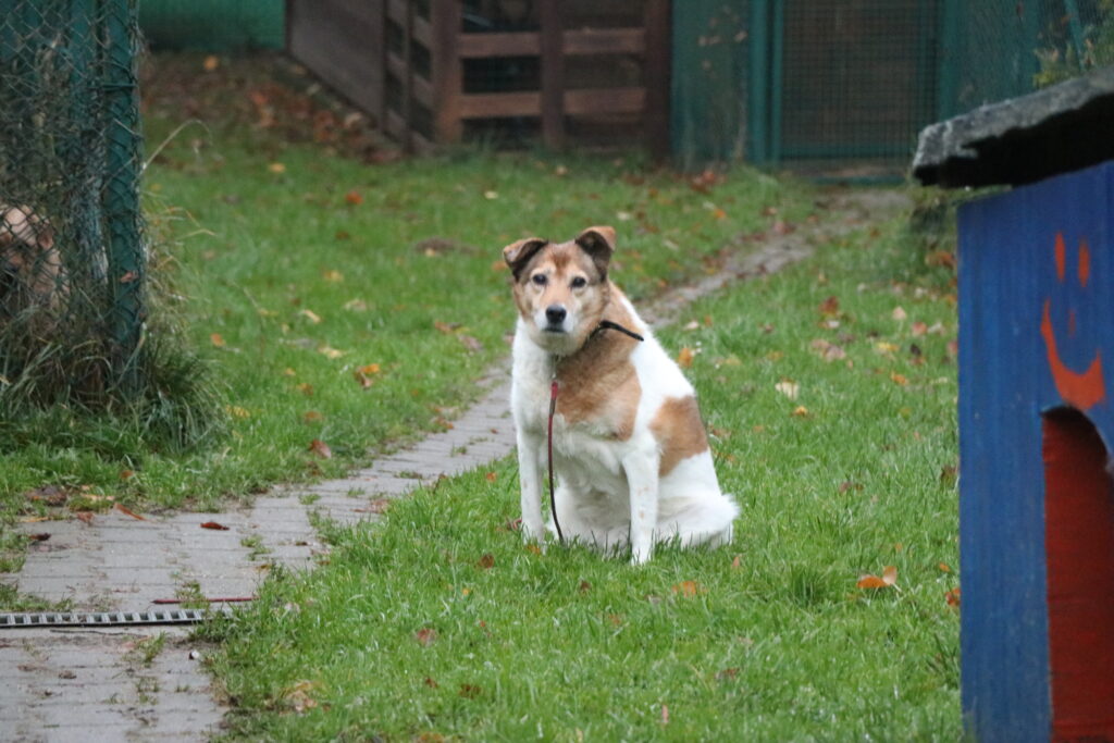 Hund Minnie Zuhause gesucht Tierheim Tierhoffnung