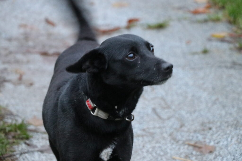 Hund Tasha Zuhause gesucht Tierheim Hoffnung für Tiere