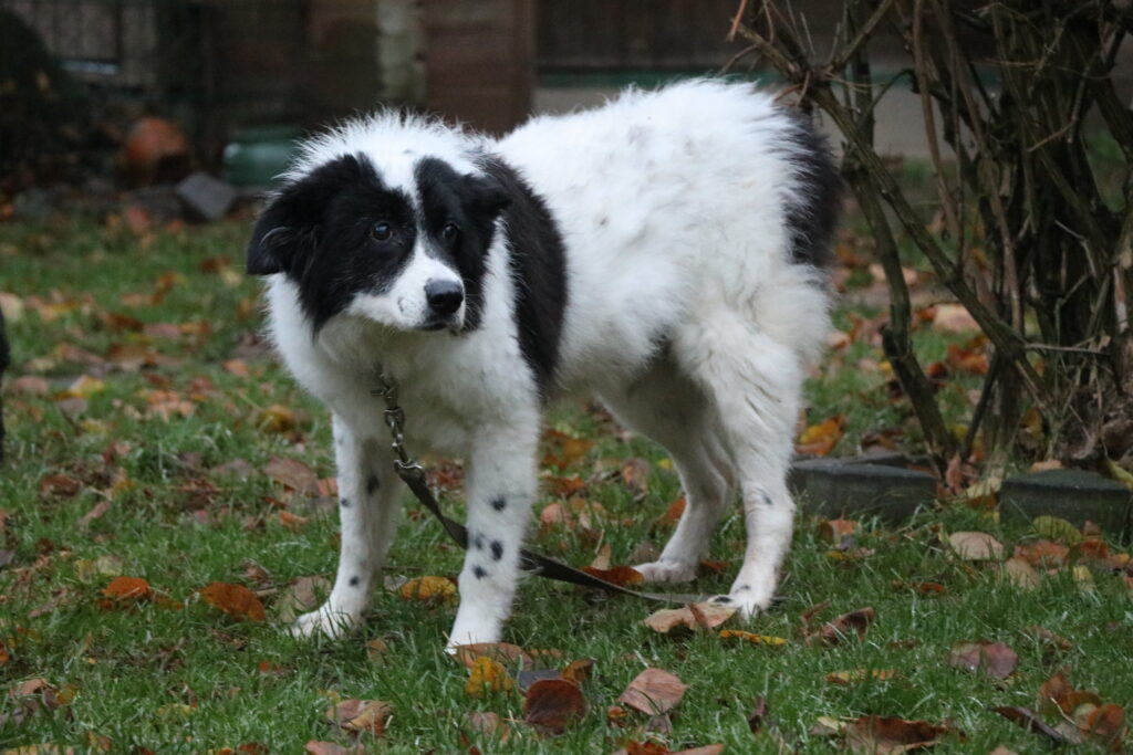 Hund Pooly Zuhause gesucht Tierheim Hoffnung für Tiere