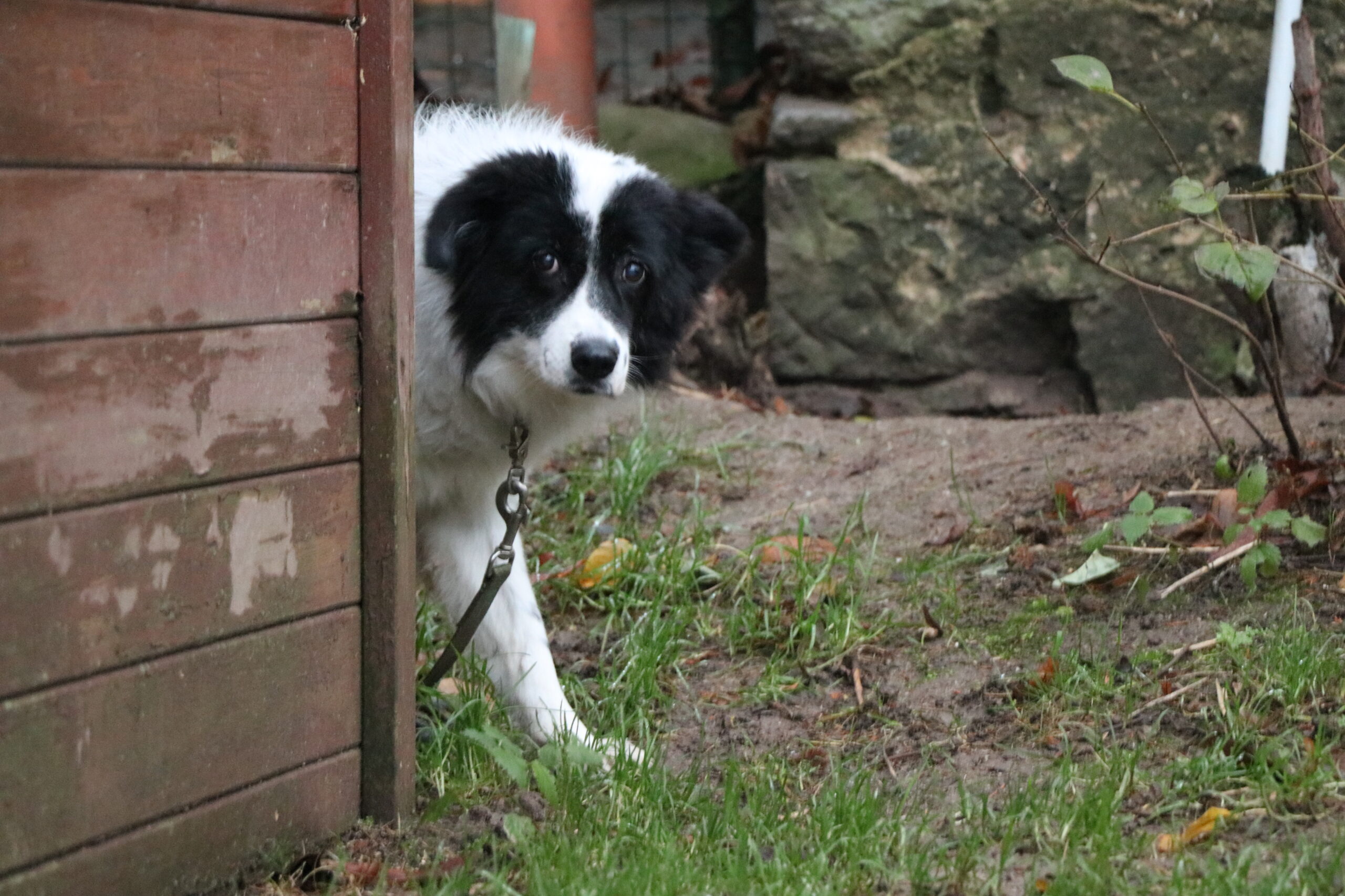 Hund Pooly Zuhause gesucht Tierheim Tierhoffnung