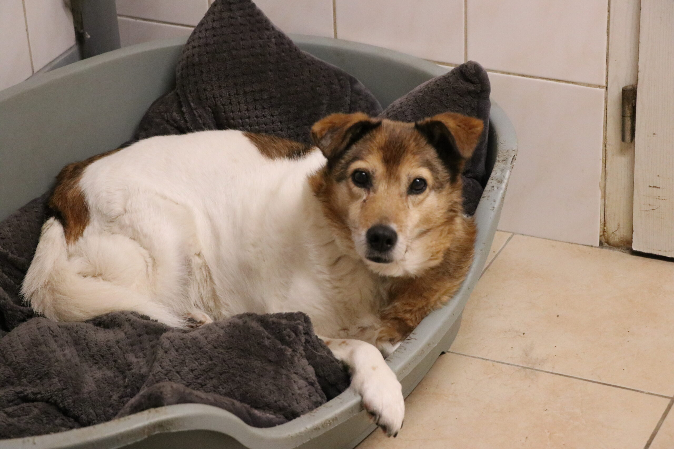 Hund Minnie Zuhause gesucht Tierheim Hundeomi