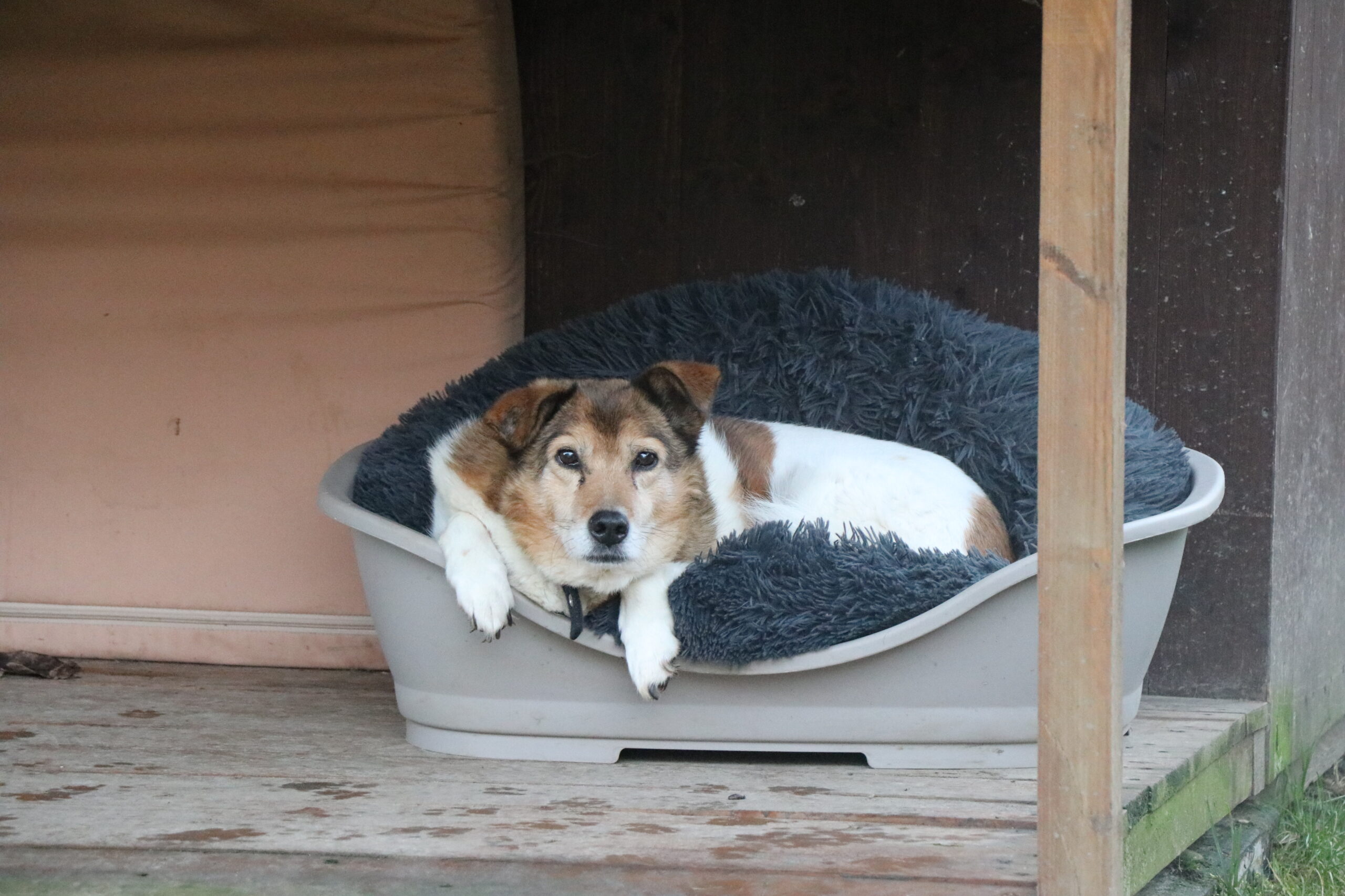 Hund Minnie Zuhause gesucht Tierheim Hundeomi