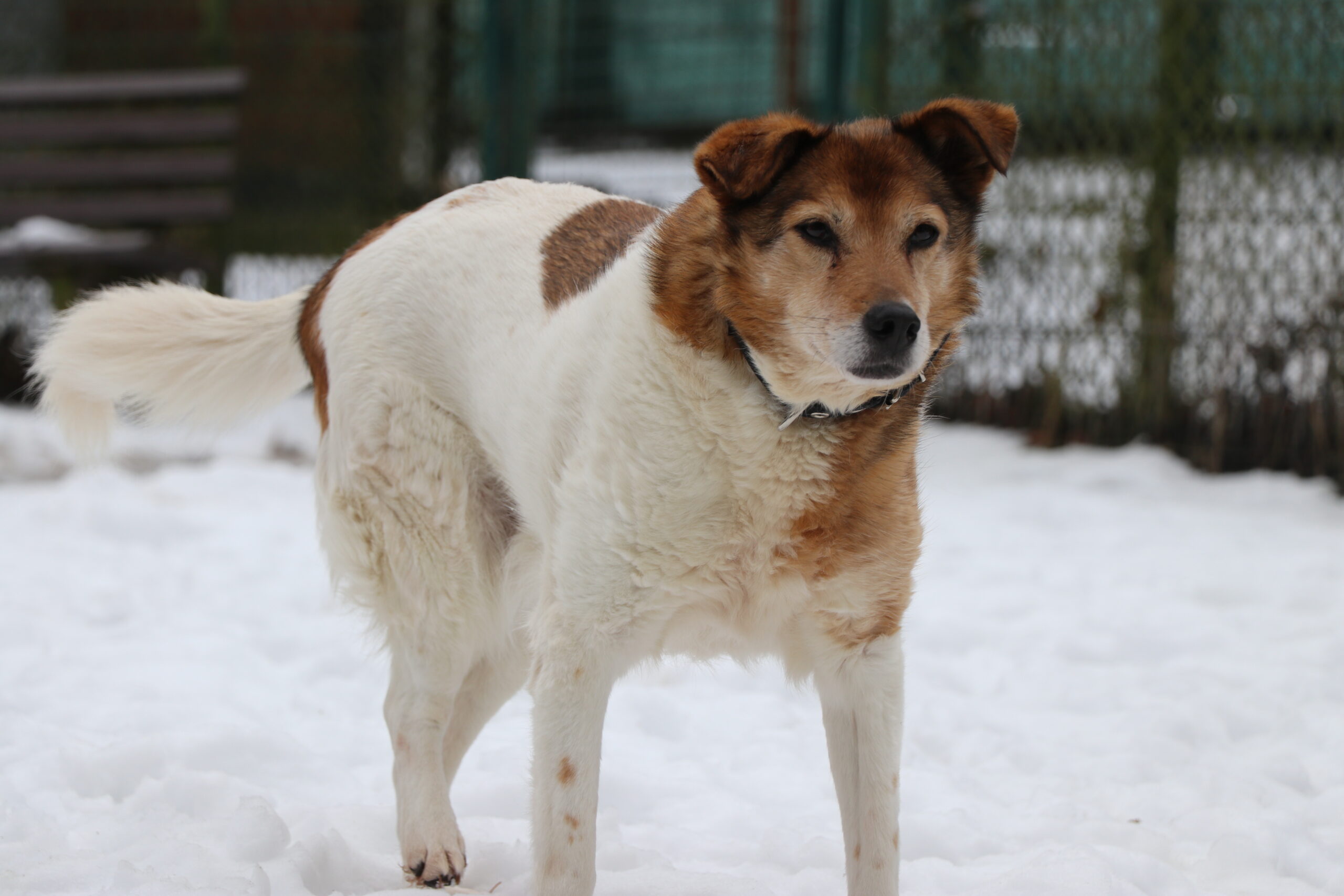 Hund Minnie Zuhause gesucht Tierheim Hoffnung für Tiere