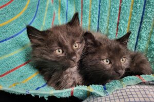 Katzen Kasimir und Lucy Zuhause gesucht Tierhoffnung