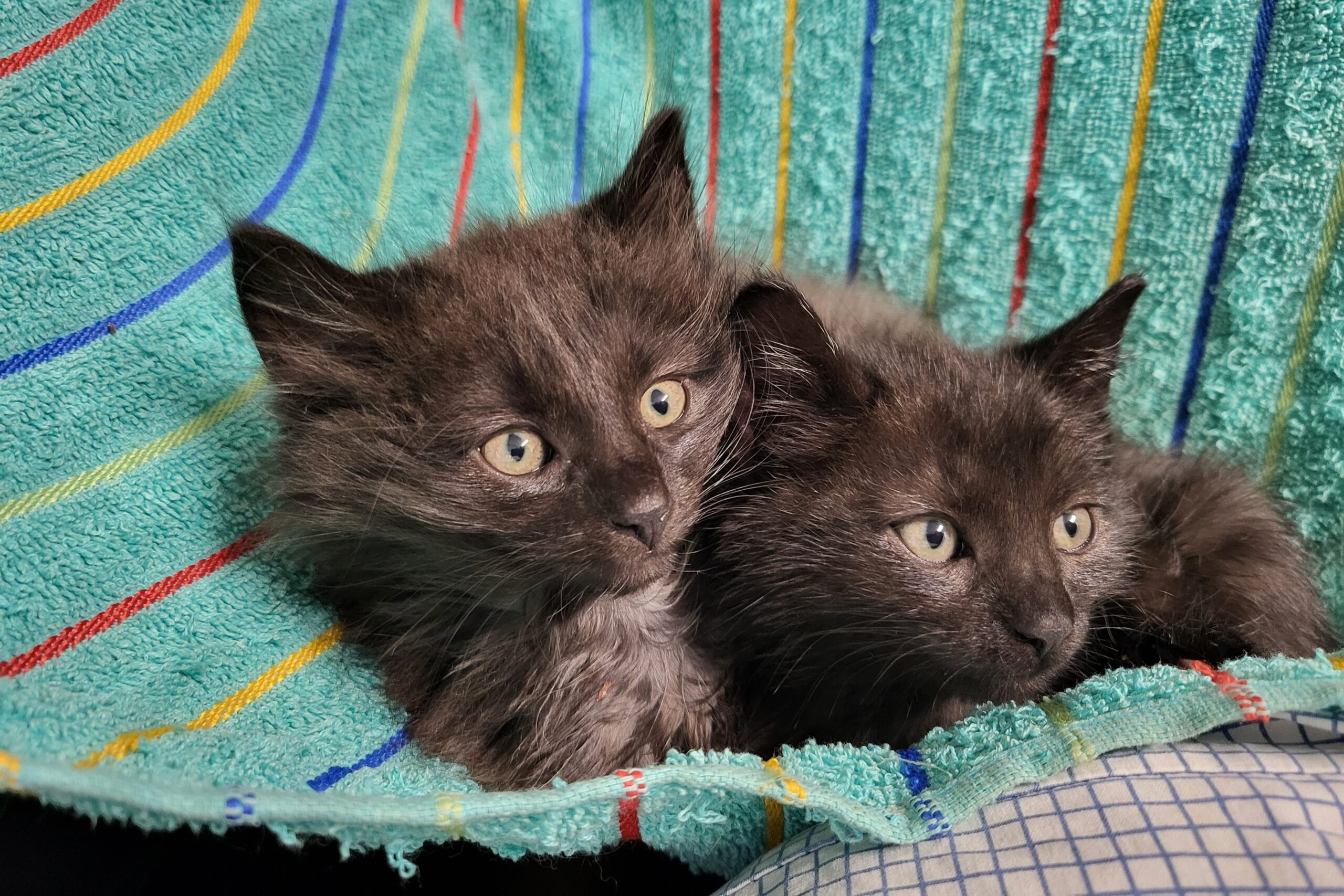 Katzen Kasimir und Lucy Zuhause gesucht Tierhoffnung