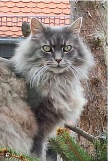 Kater Ole wird vermisst